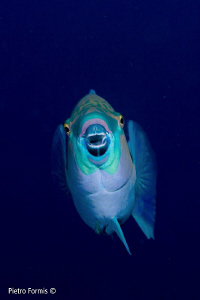 Funny face by Pietro Formis 